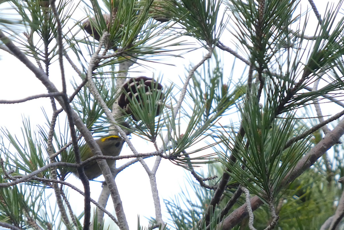 Goldcrest - ML646515941