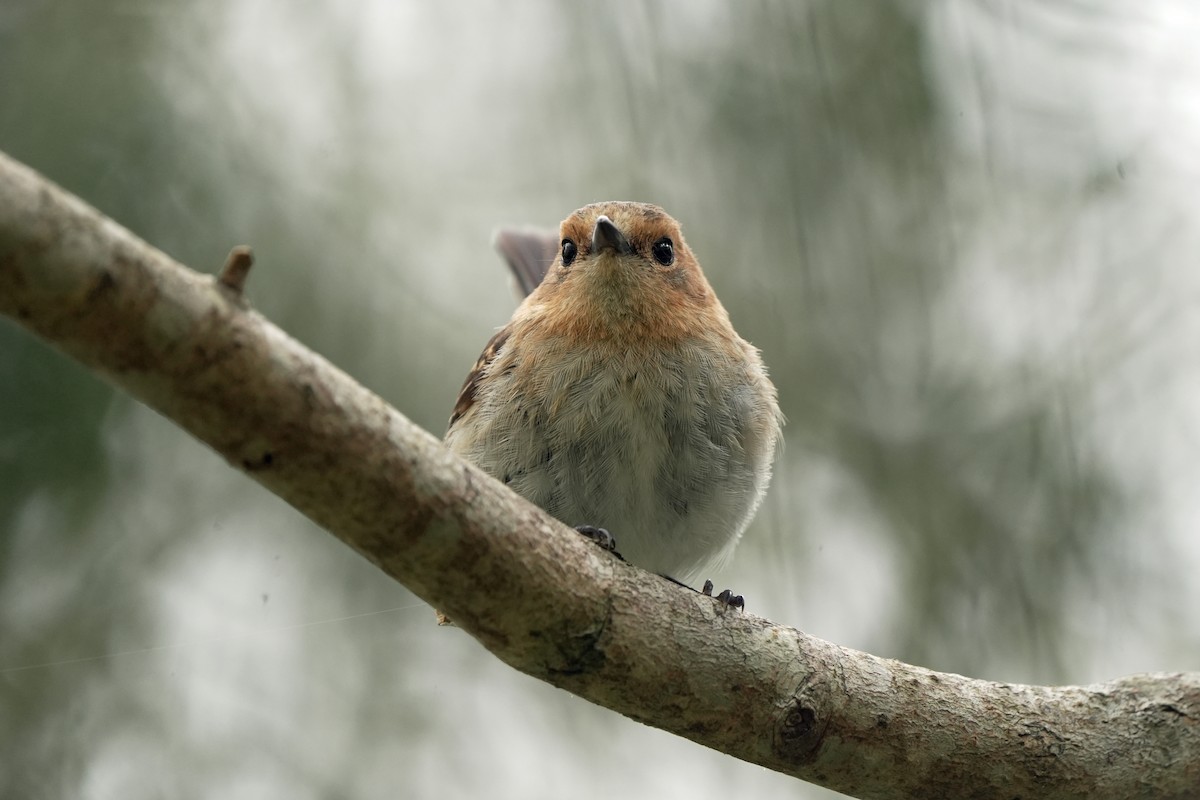 Kauai Monarkı - ML646515951