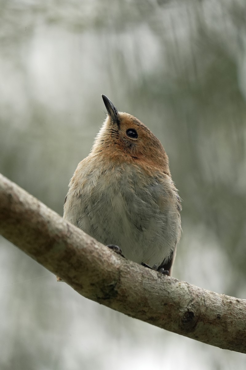 Kauai Monarkı - ML646515952