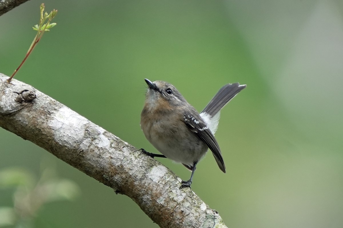 Kauai Monarkı - ML646515953