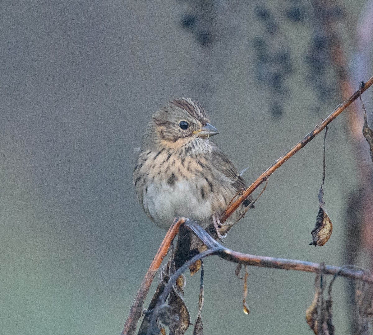 Lincoln's Sparrow - ML646515954