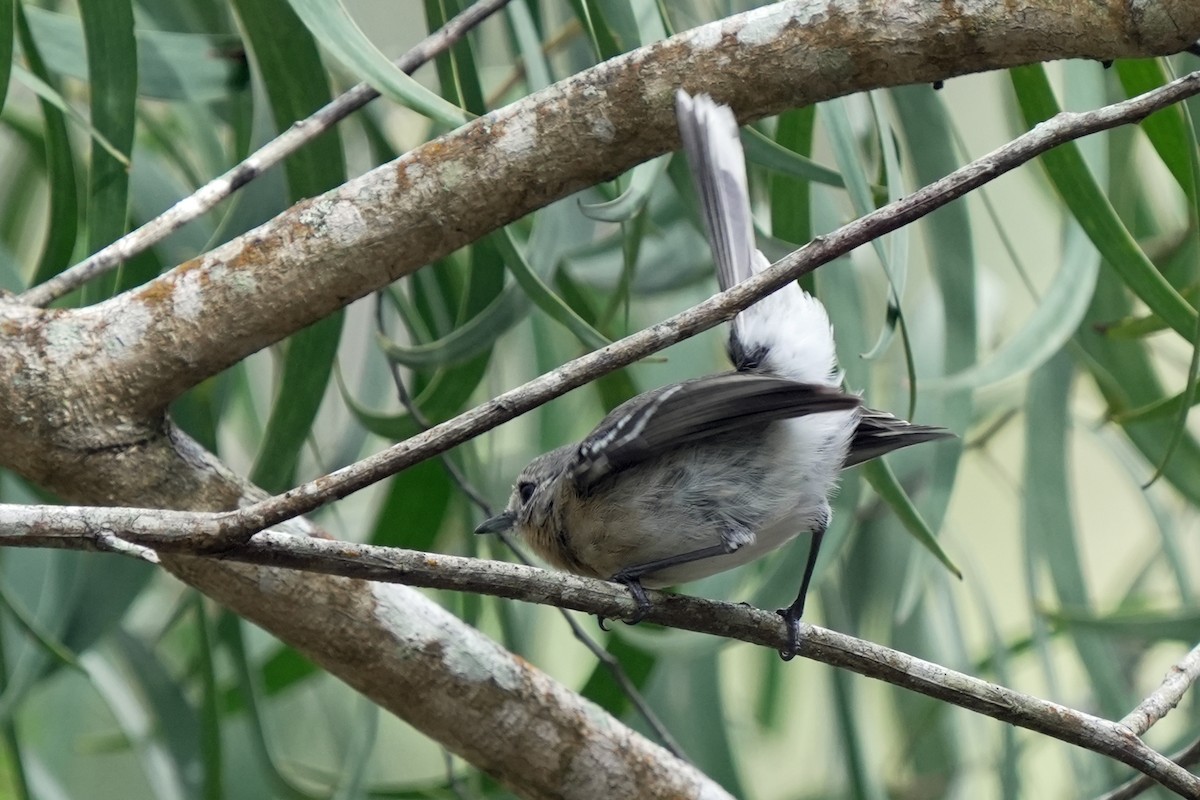 Kauai Monarkı - ML646515955