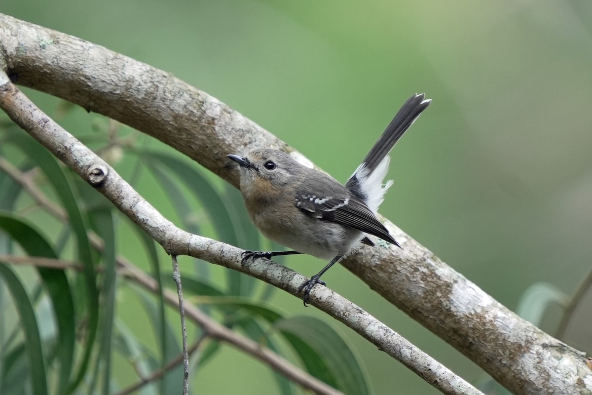 Kauai Monarkı - ML646515956