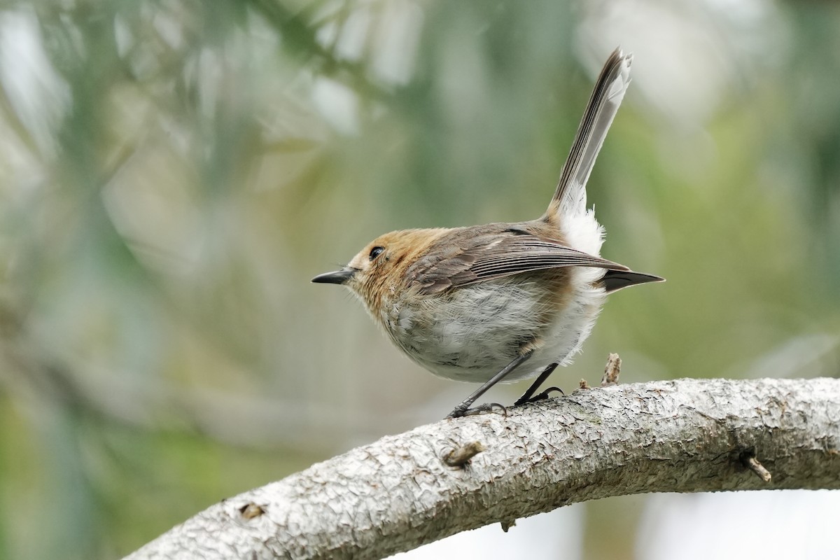 Kauai Monarkı - ML646515957