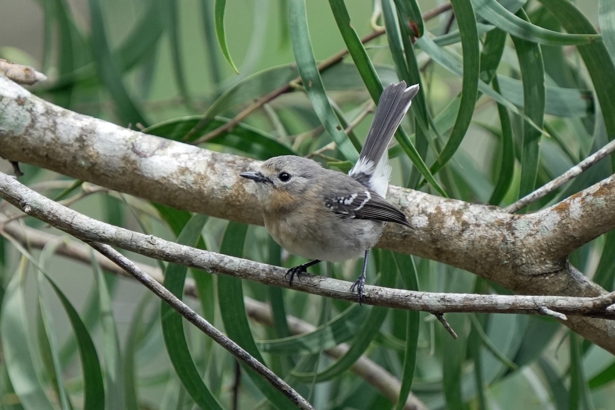 Kauai Monarkı - ML646515958