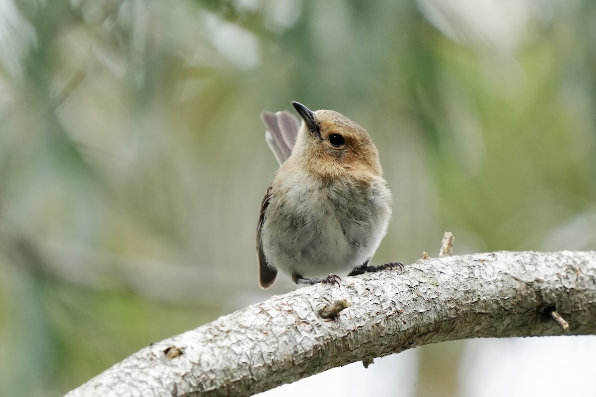 Kauai Monarkı - ML646515960