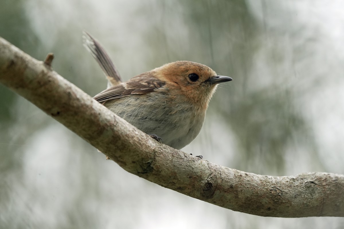 Kauai Monarkı - ML646515961