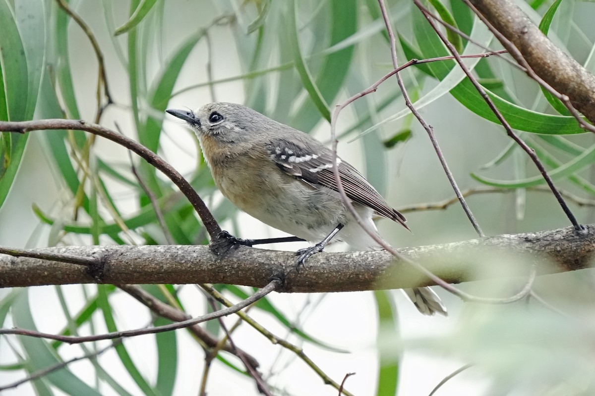 Kauai Monarkı - ML646515962