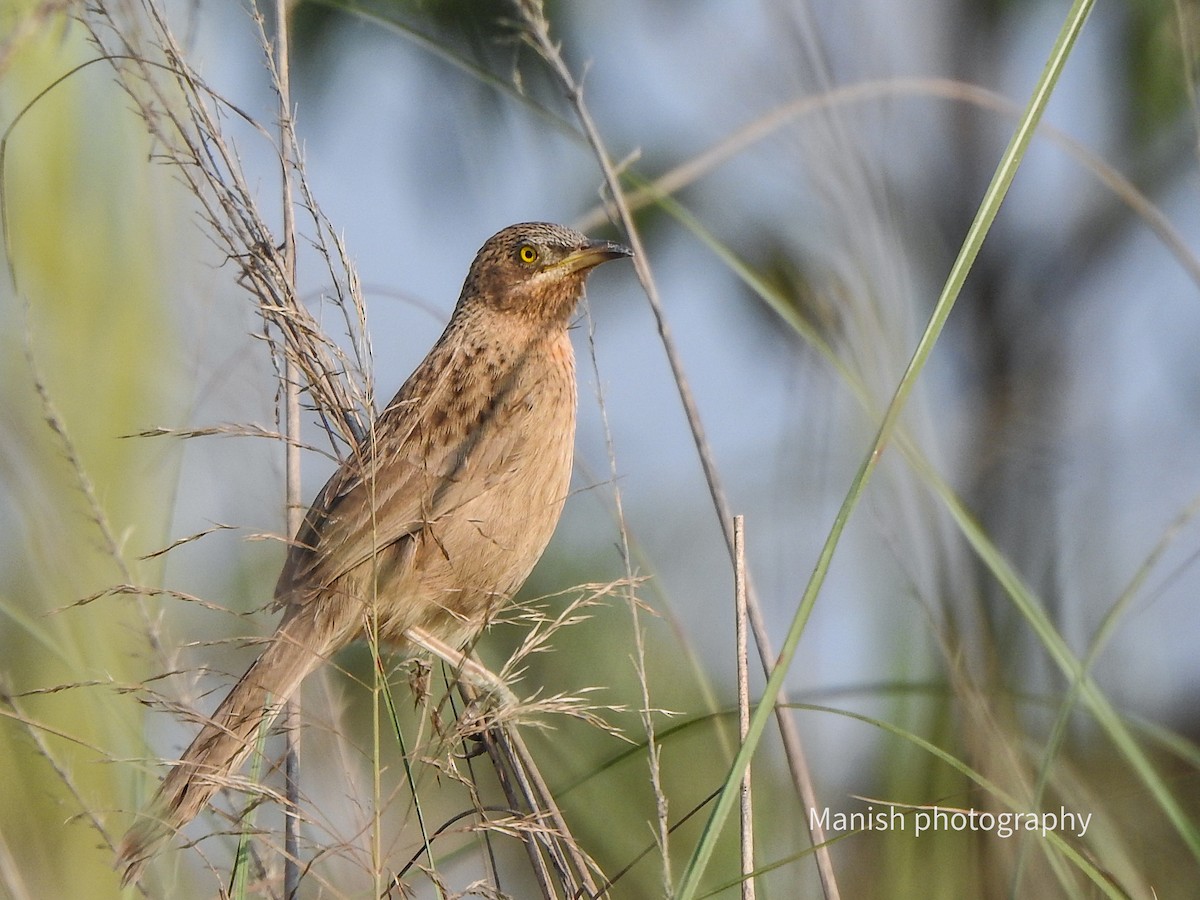 Earle Yedikardeşi - ML646515963
