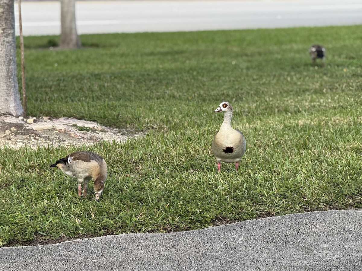 Egyptian Goose - ML646515966