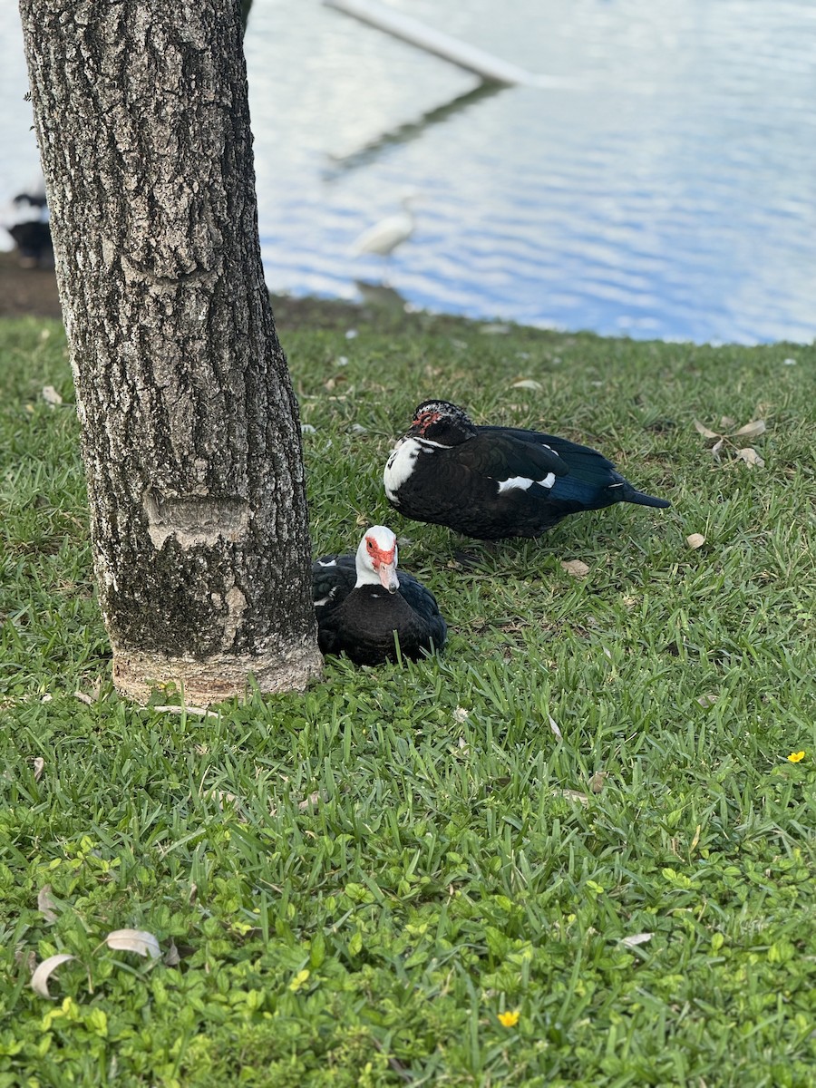 Muscovy Duck (Domestic type) - ML646515967