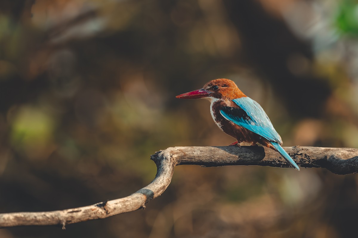 kastanjeisfugl - ML646515968