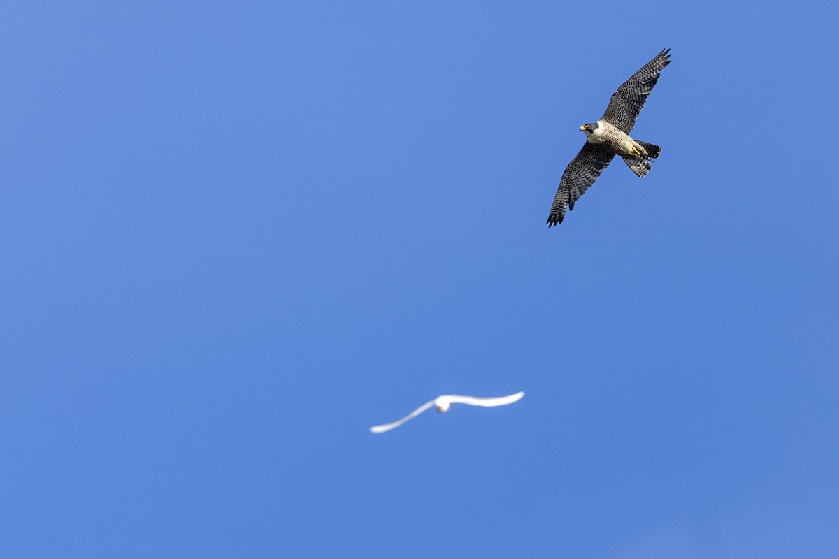 Peregrine Falcon - ML646515974