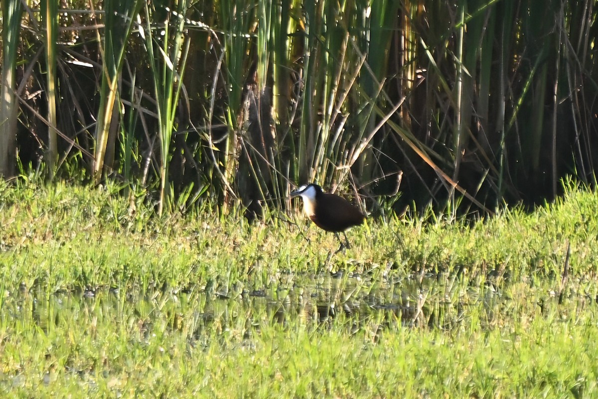 African Jacana - ML646515976