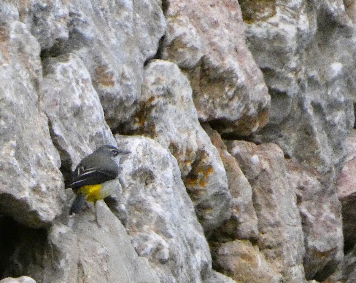 Gray Wagtail - ML646515977