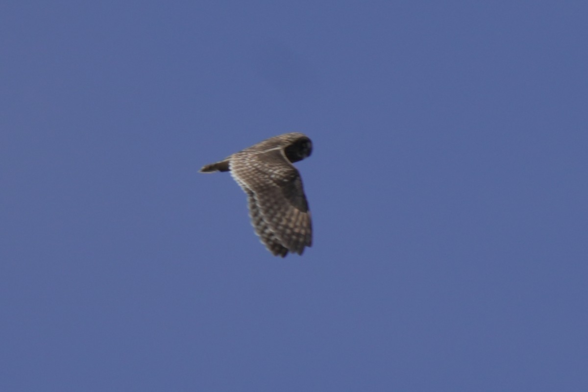 Kır Baykuşu - ML646515978