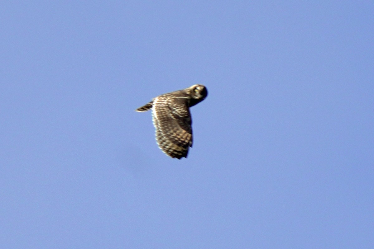 Kır Baykuşu - ML646515980