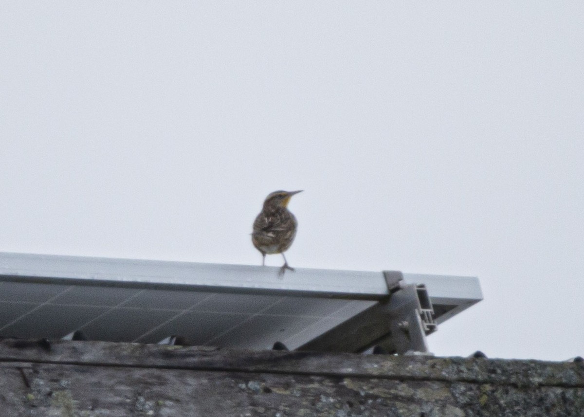 Eastern Meadowlark - ML646515984