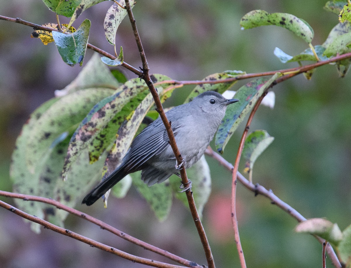 Gray Catbird - ML646515988