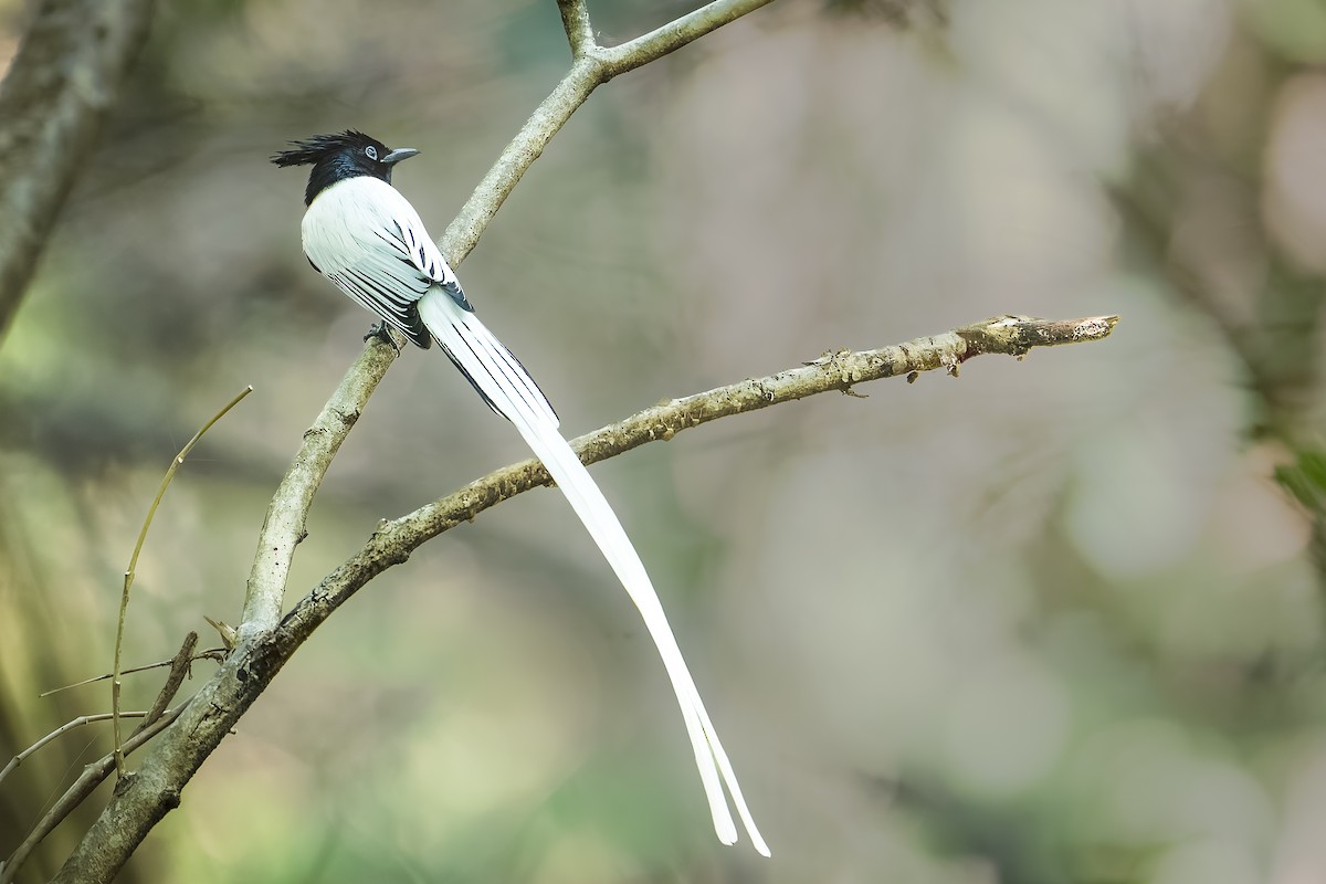 gallaparadismonark - ML646515990