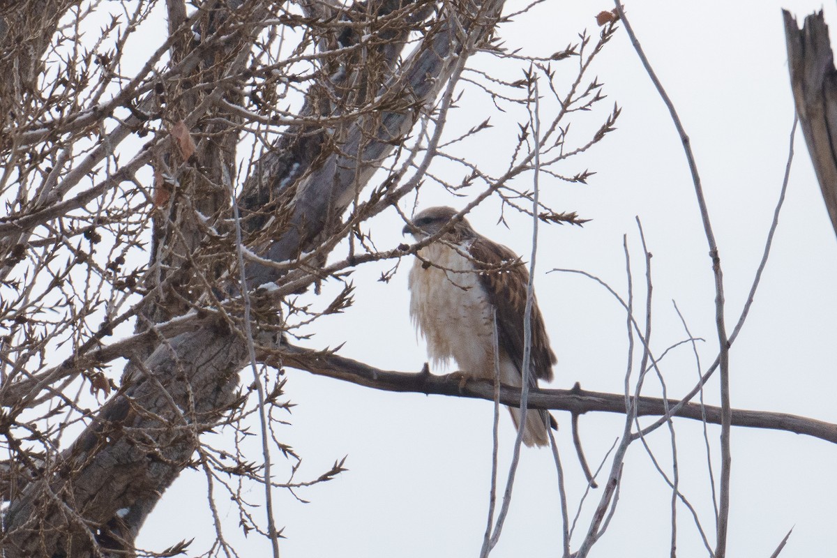 Buse rouilleuse - ML646515993