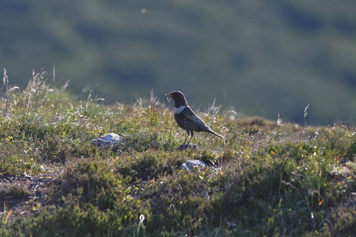 Ring Ouzel - ML646515994