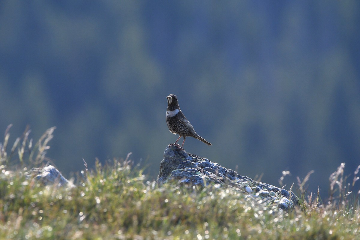 Ring Ouzel - ML646515995