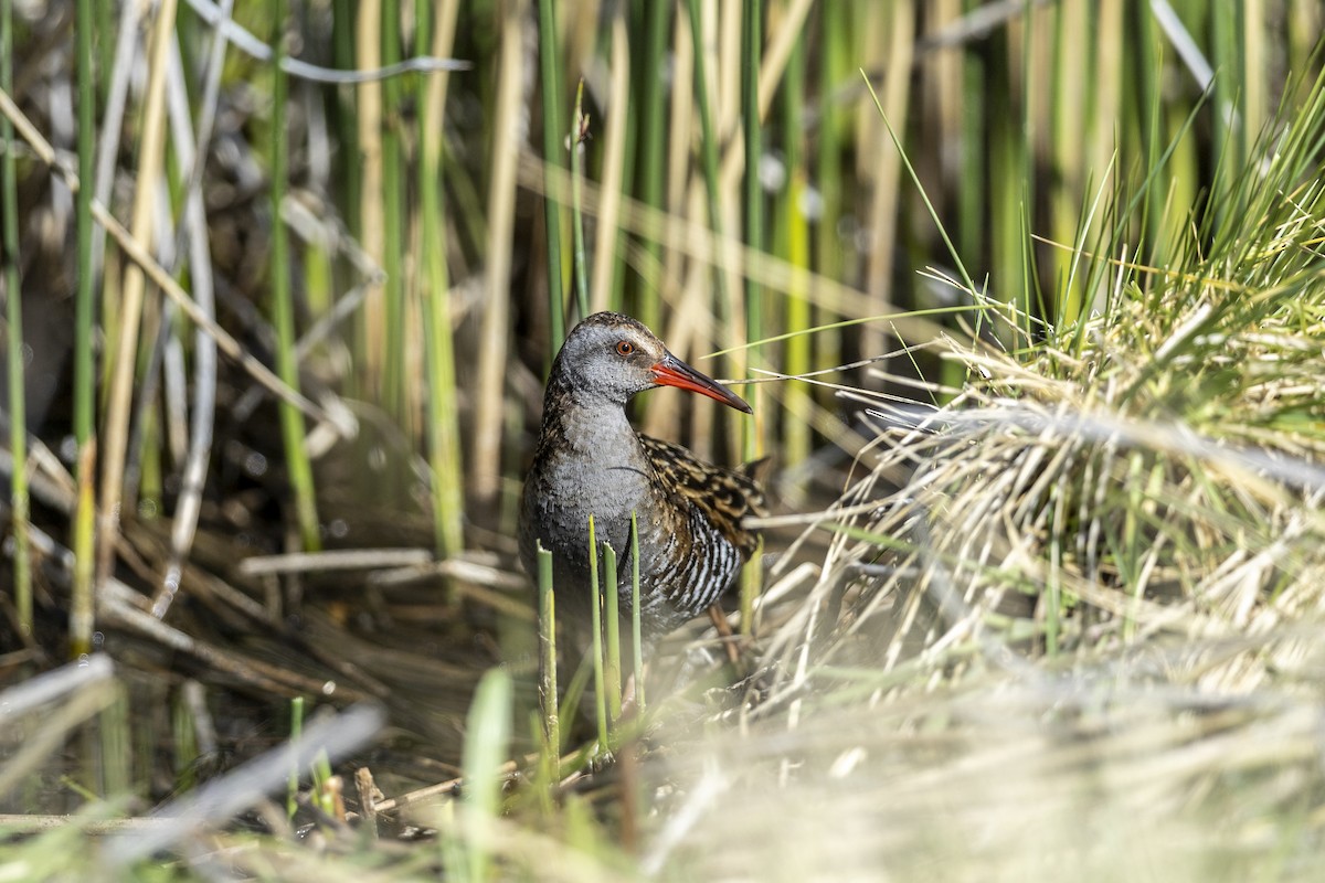 Austral Rail - ML646515996