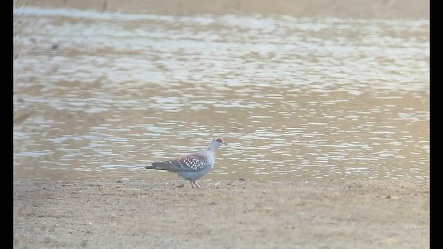 Speckled Pigeon - ML646515997