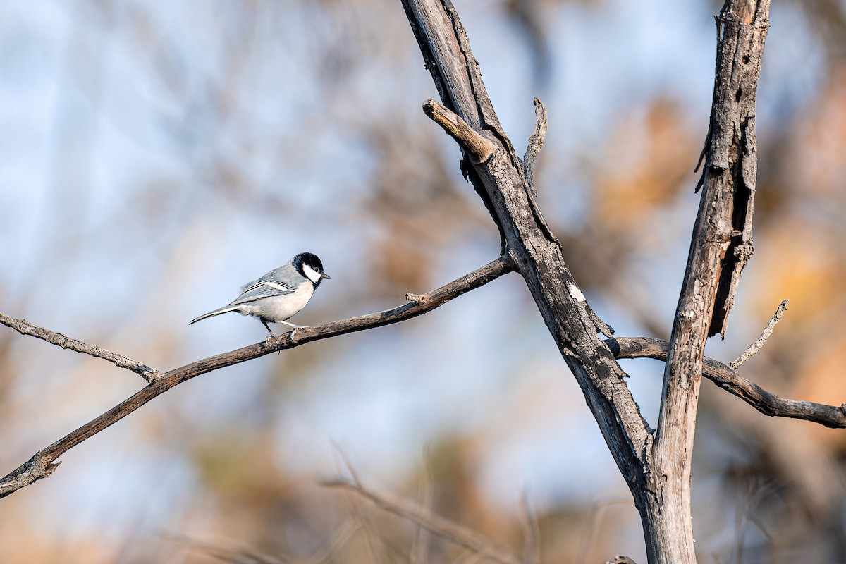 gråkjøttmeis - ML646515998