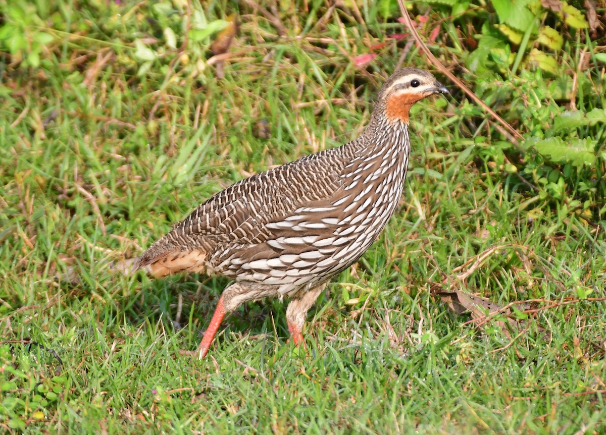 sumpfrankolin - ML646515999