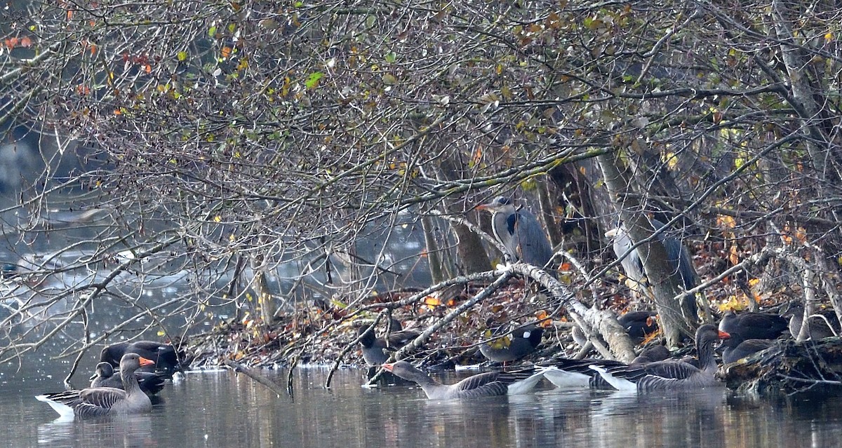 Graylag Goose - ML646516000