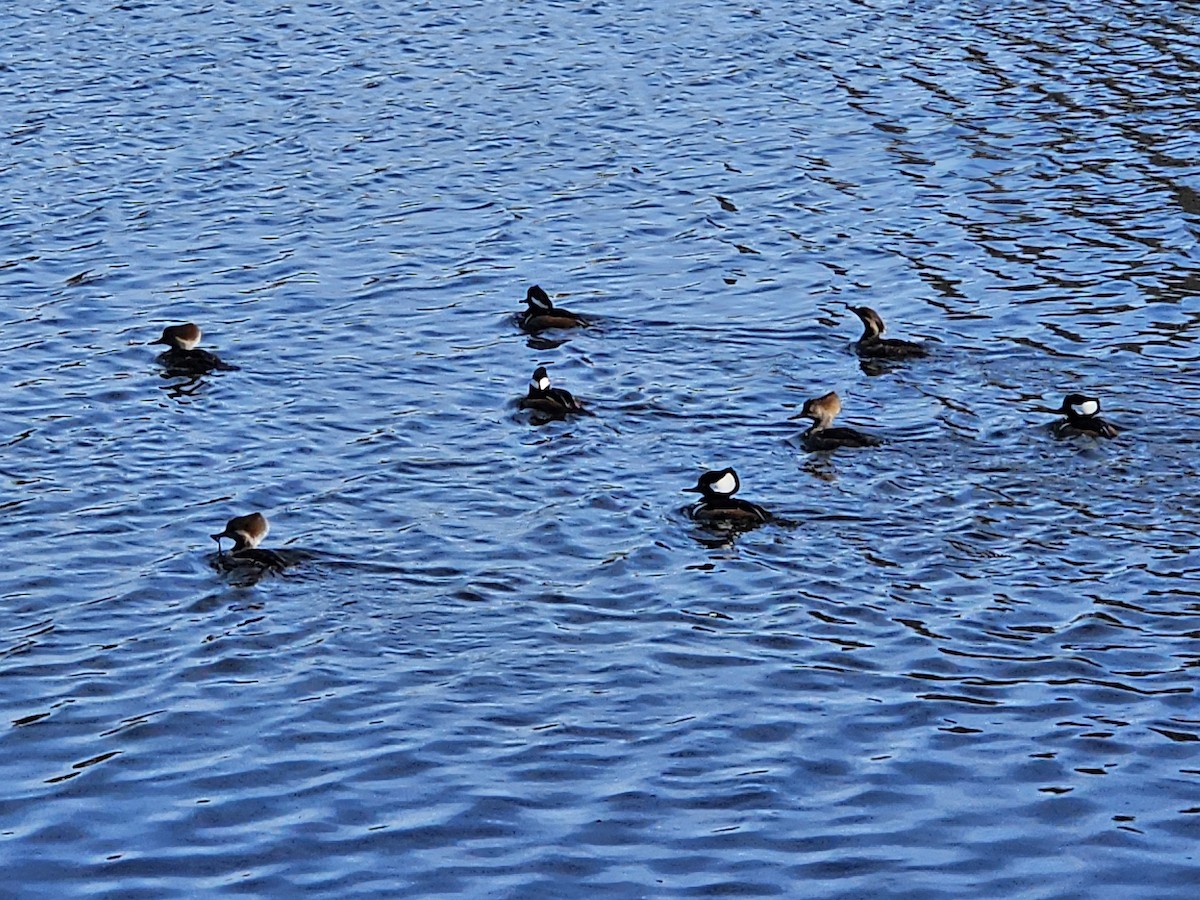Hooded Merganser - ML646516003