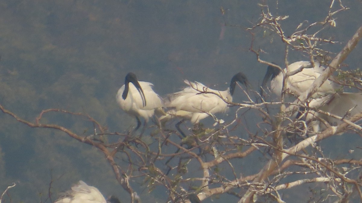 ibis černohlavý - ML646516004