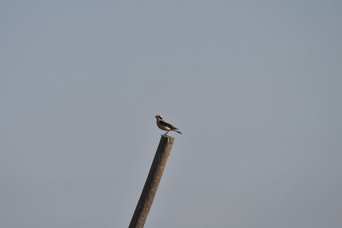 Northern Wheatear - ML646516005