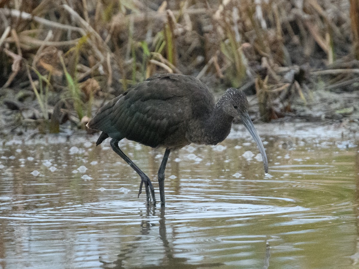 Glossy/White-faced Ibis - ML646516006