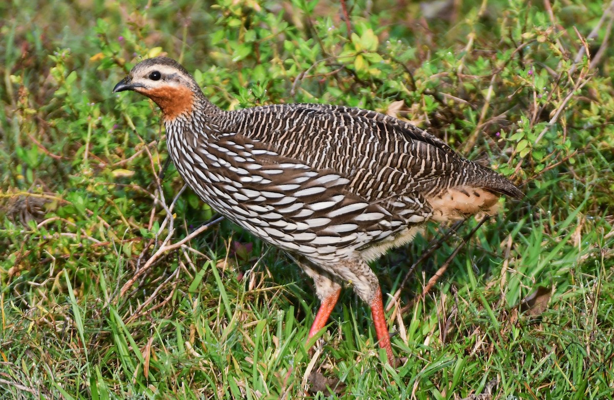 sumpfrankolin - ML646516007