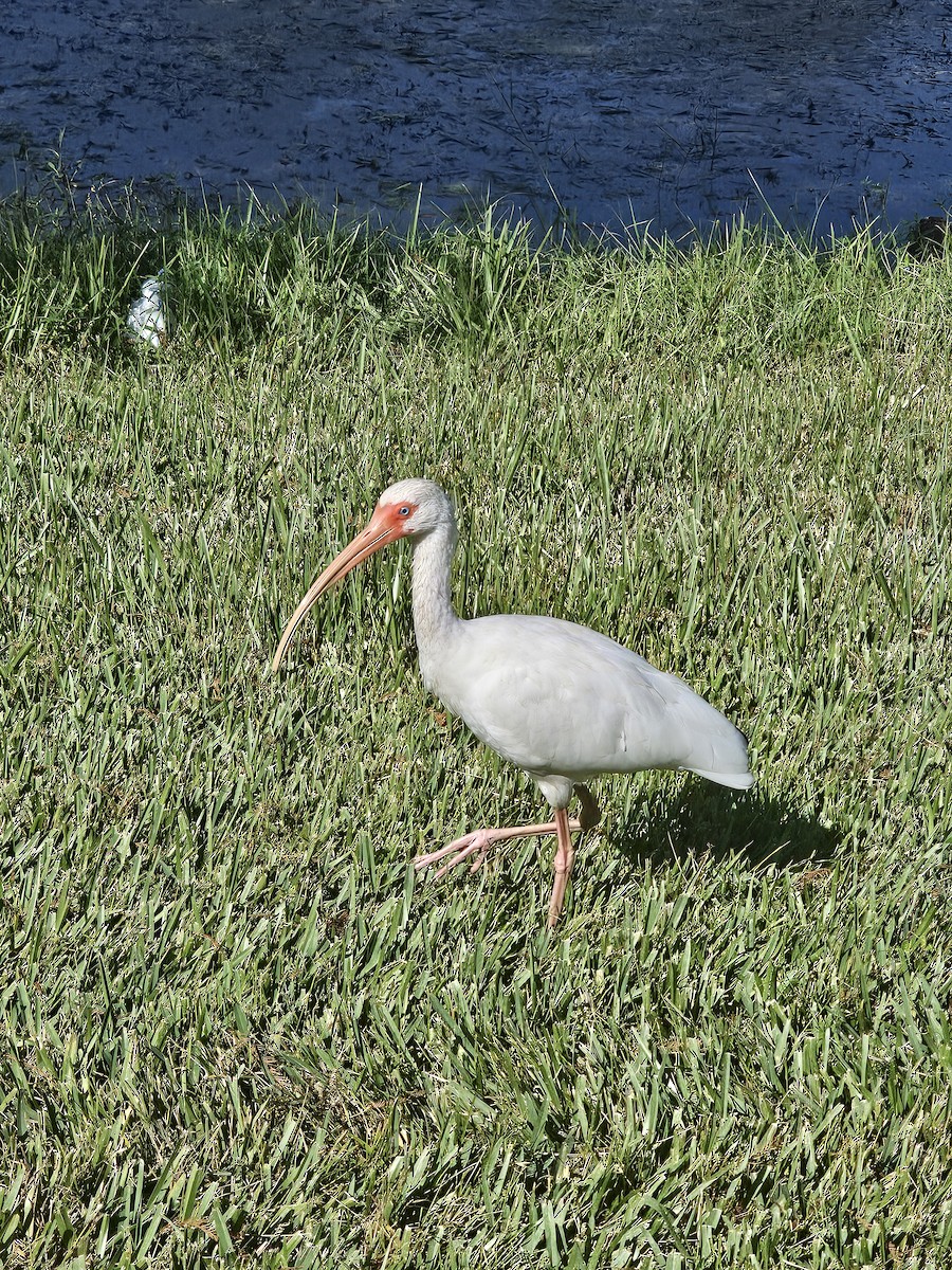 White Ibis - ML646516014