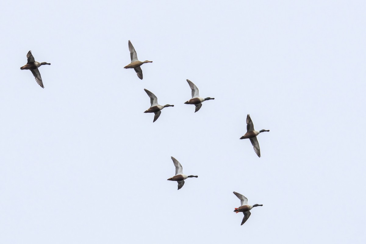 Northern Shoveler - ML646516016