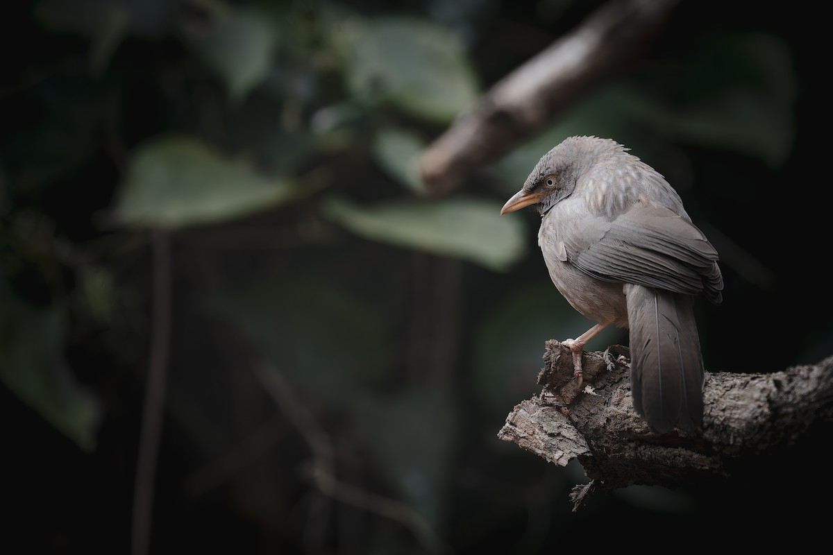 landsbyskriketrost - ML646516019