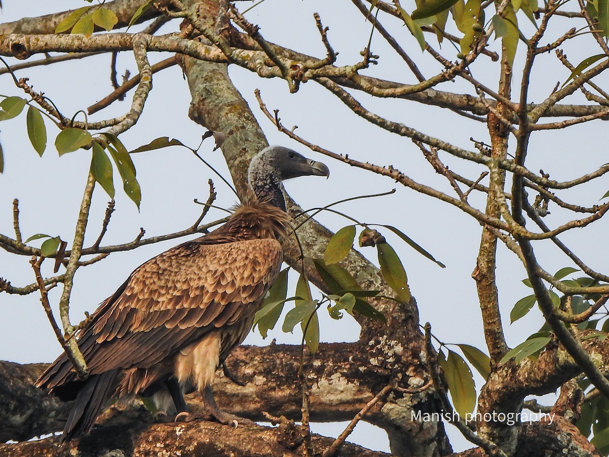 Hint Akbabası - ML646516020