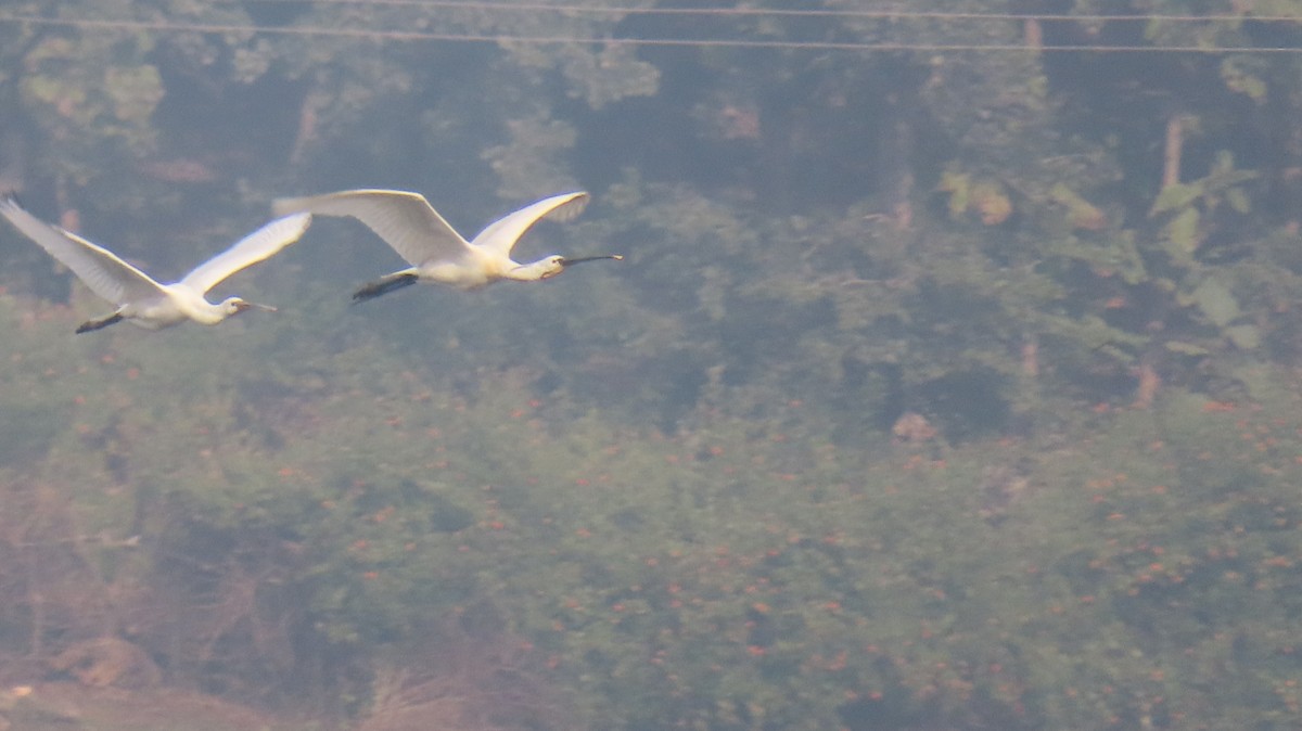 kolpík bílý - ML646516021