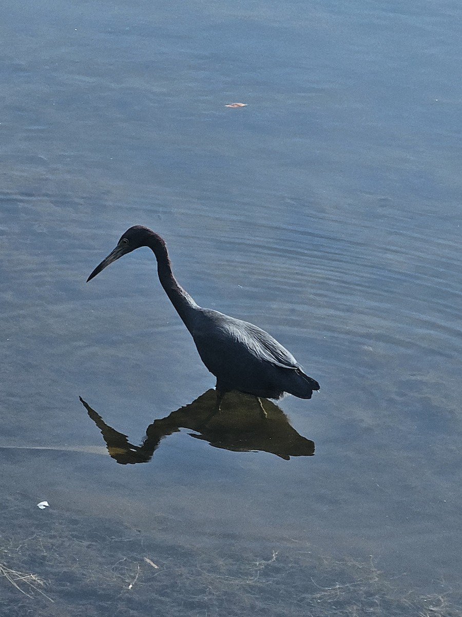 Little Blue Heron - ML646516023