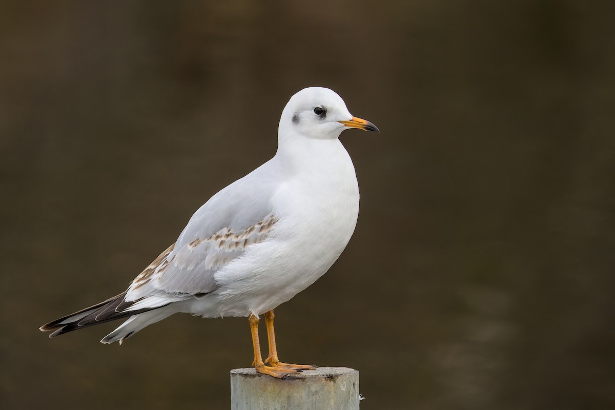Black-headed Gull - ML646516025