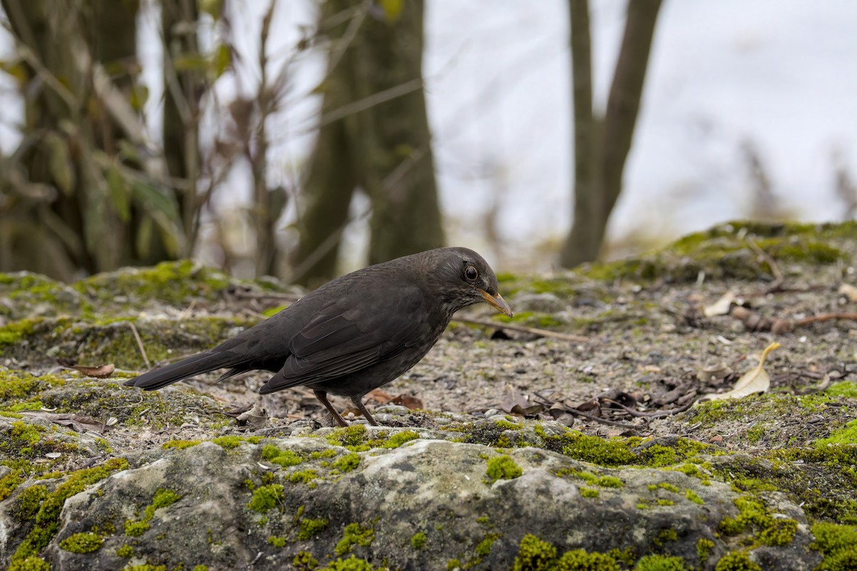 Eurasian Blackbird - ML646516027