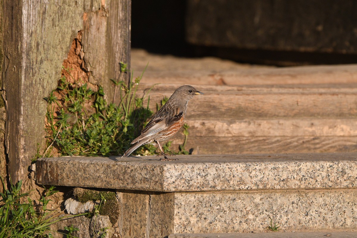Alpine Accentor - ML646516030