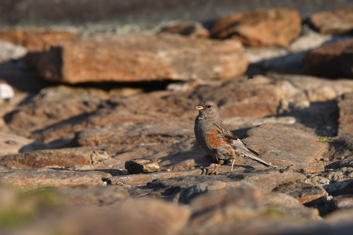 Alpine Accentor - ML646516031