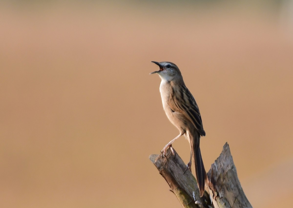 vippestjertsanger - ML646516033