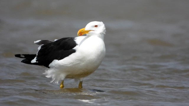 שחף דרומי - ML646516034
