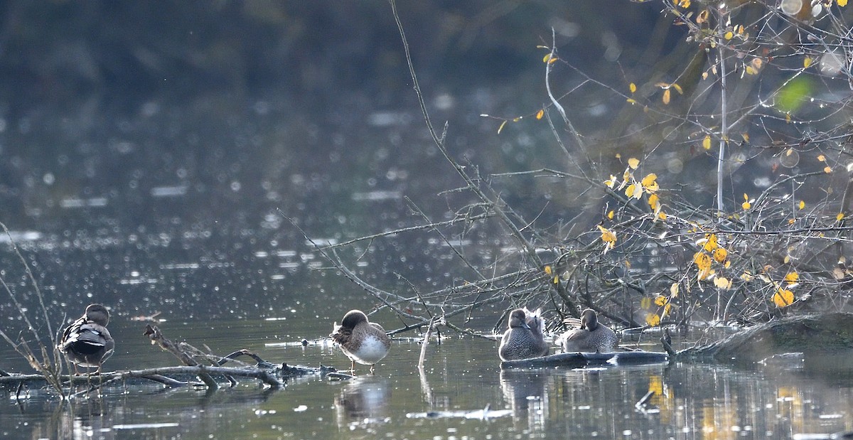 Gadwall - ML646516036